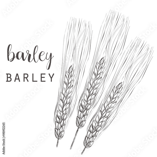 Barley sketch vector illustration. Ear of barley hand drawing