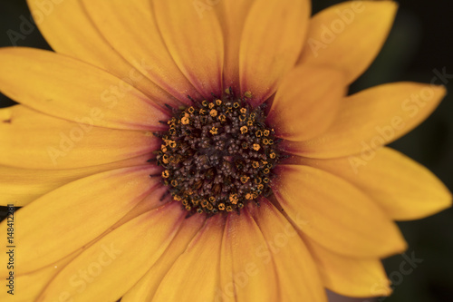 yellow daisy flower