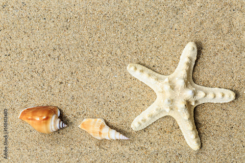 starfish and conch on sandy beach