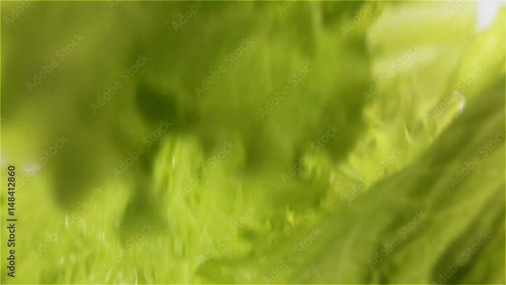 Macro close-up of lettuce green leaves wet and tasty falling and splashing on wet white surface super high speed camera shot Macro close-up of lettuce green leaves wet and tasty falling and splashing on wet white surface super high speed camera shot