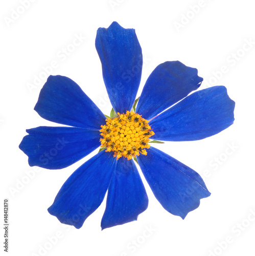 dark blue with yellow center isolated bloom