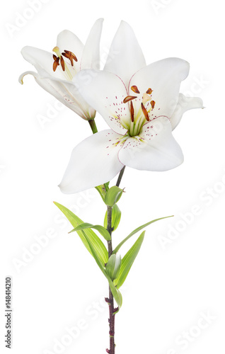 Fototapeta Naklejka Na Ścianę i Meble -  isolated two blooms white lily flower