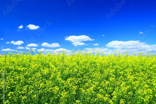 Agiculture landscape with green field and blue sky