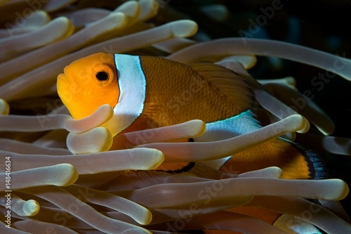 Clownfish photo