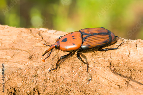 Punteruolo Rosso ( Rhynchophorus ferrugineus ) photo