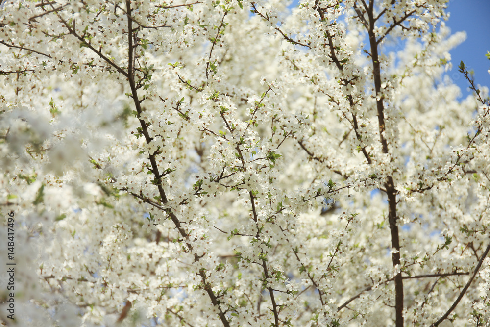 Branches of blooming fruit tree on sky background Branches of blooming fruit tree on sky background