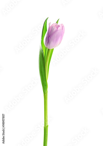 Beautiful tulip flower on white background