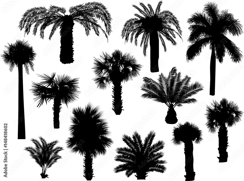 twelve palm silhouettes isolated on white
