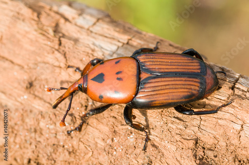 Punteruolo Rosso ( Rhynchophorus ferrugineus ) photo