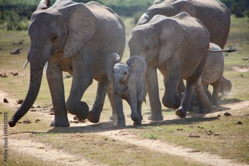 Elephant Family Running