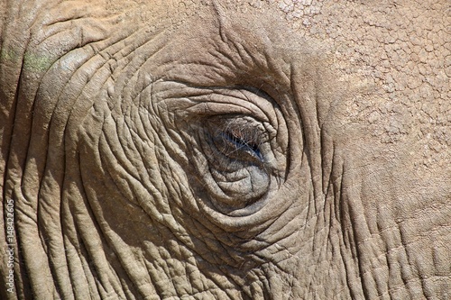 Elephant Eye © Ryan