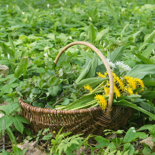wild herbs / Basket with collected wild herbs in the forest