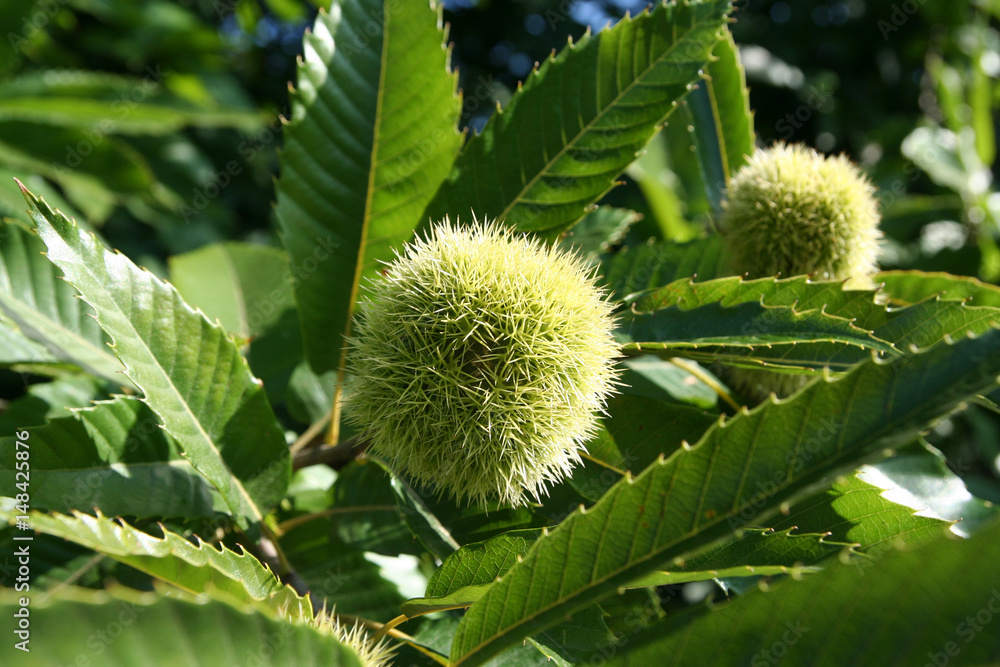 American Chestnut Kastanie