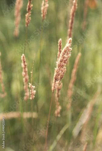 Tall Wild Grass