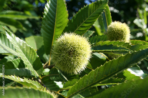 American Chestnut Kastanie