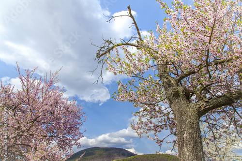 Almond tree with pink blossom Landscape Southern Wine Route Germany