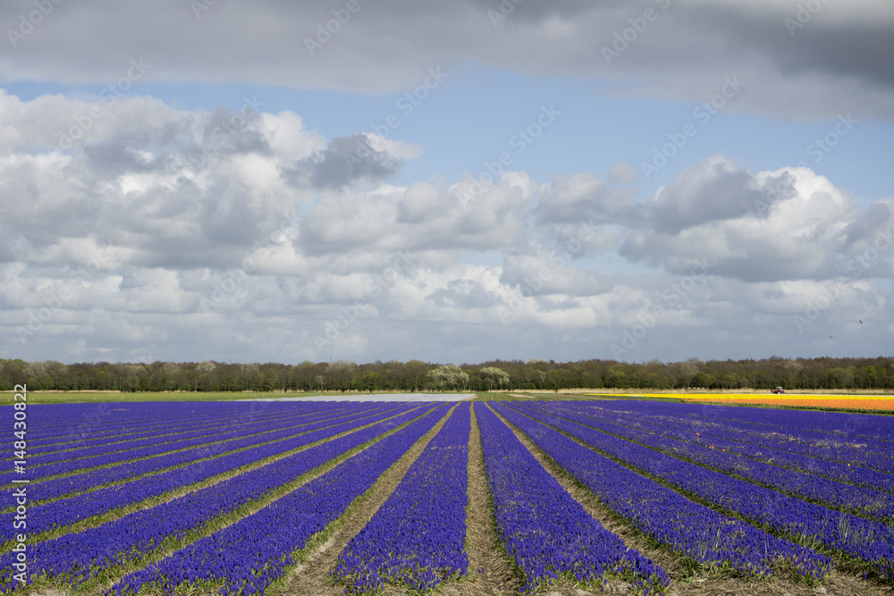 Field with blue grapes in the Netherlands