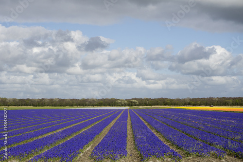 Field with blue grapes in the Netherlands