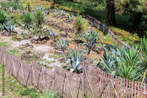 Cactus plantation in garden