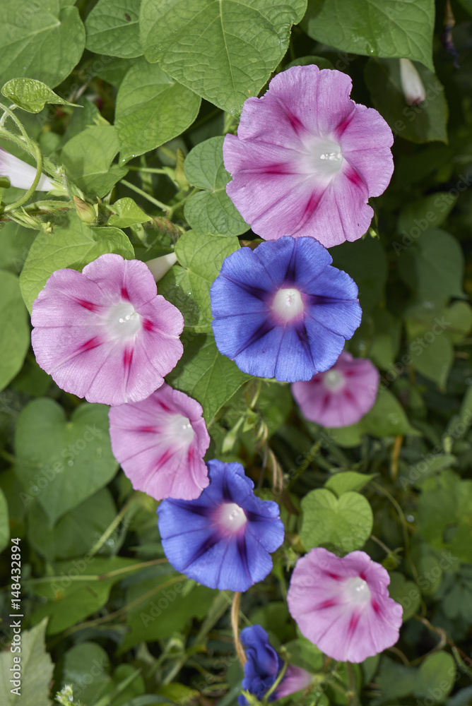 Ipomea purpurea StockFoto Adobe Stock