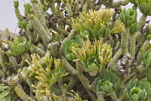  Kleinia neriifolia photo