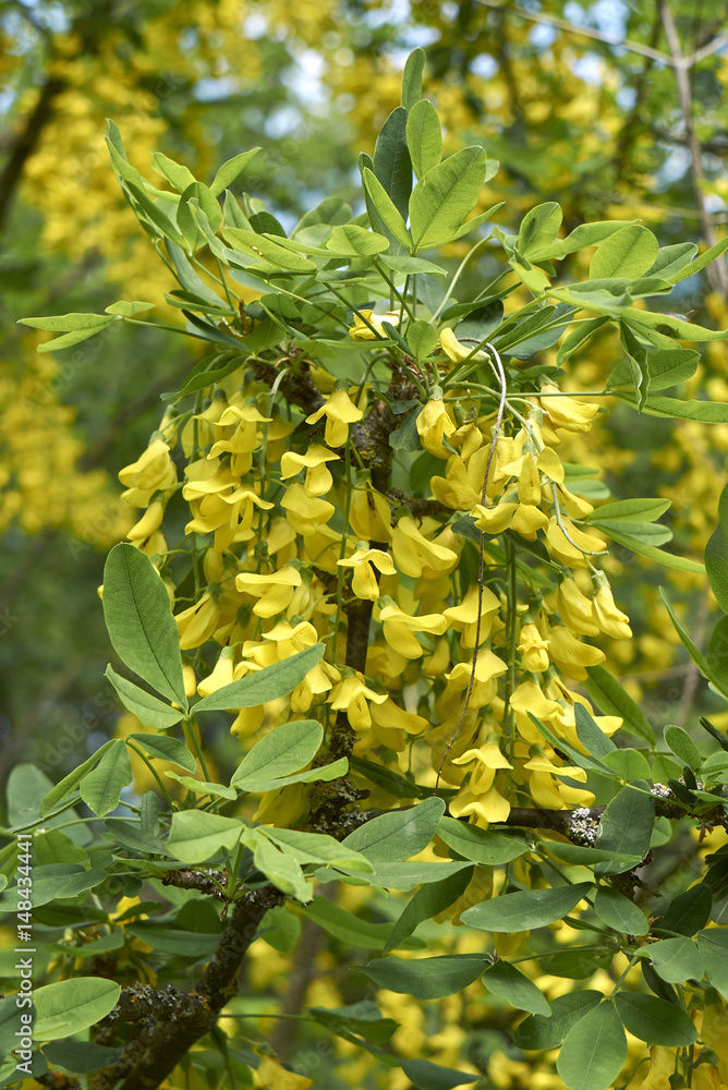 Obraz premium Laburnum anagyroides