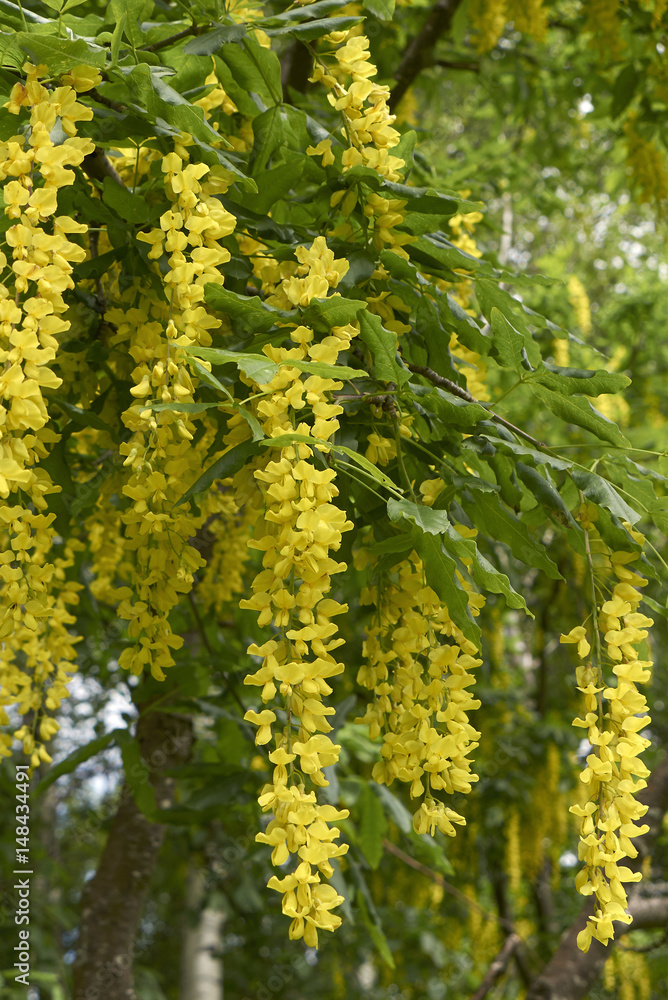 Laburnum anagyroides Laburnum anagyroides