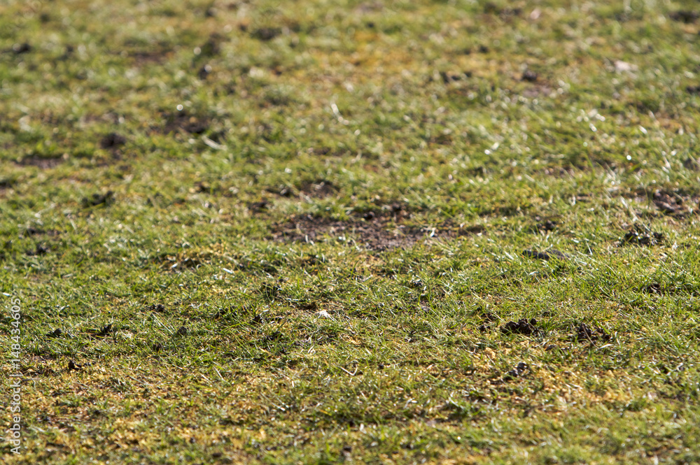 Rough patchy grass Rough patchy grass