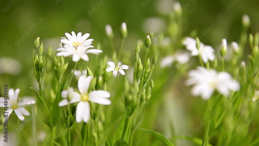 Little white daisy flower with green bokeh baclground Little white daisy flower with green bokeh baclground