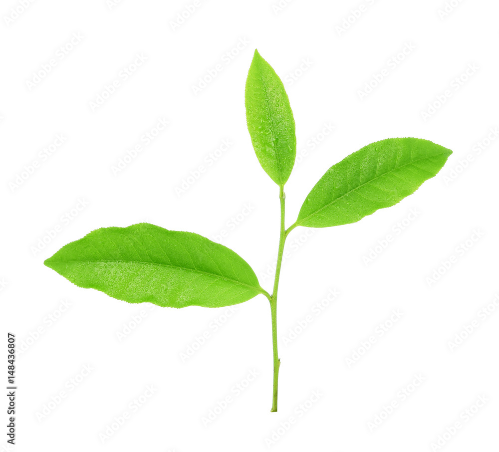 leaves Fresh green tea with drops of water isolated on white background. leaves Fresh green tea with drops of water isolated on white background.
