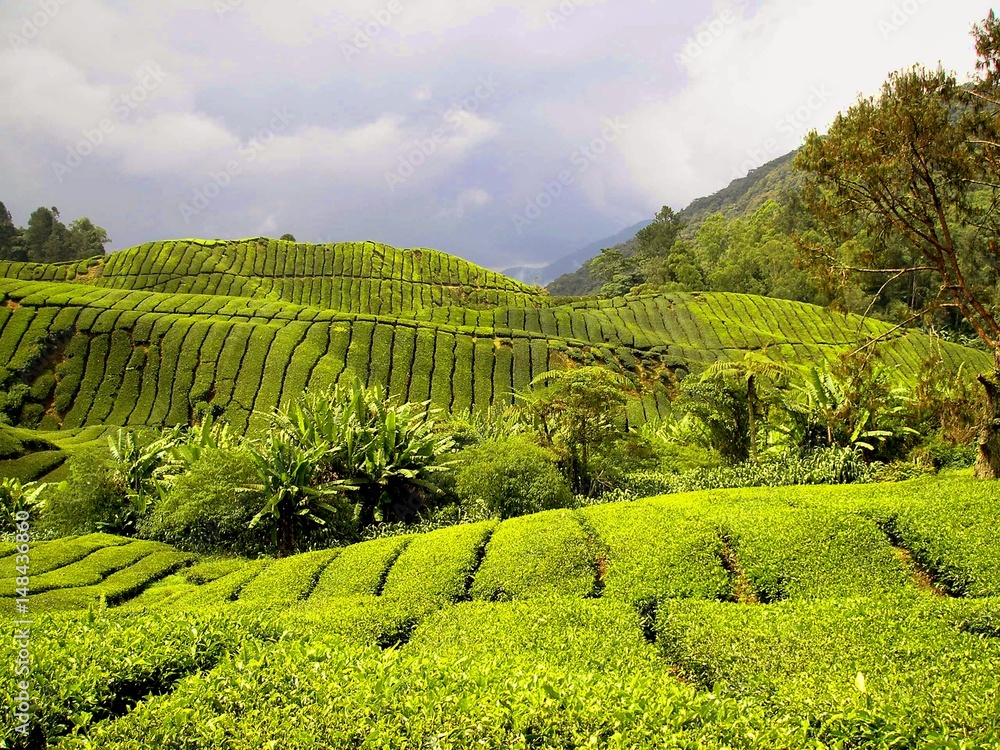 Tea Fields 5