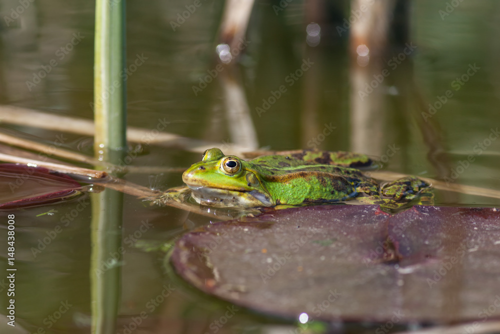 Obraz premium Teichfrosch
