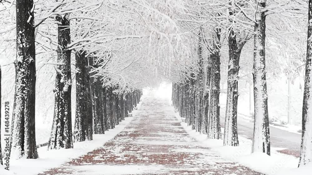 Falling snow in a winter, South Korea.