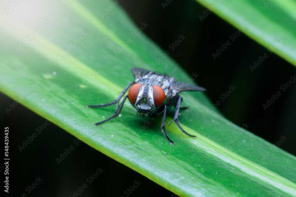 fly on leaves fly on leaves