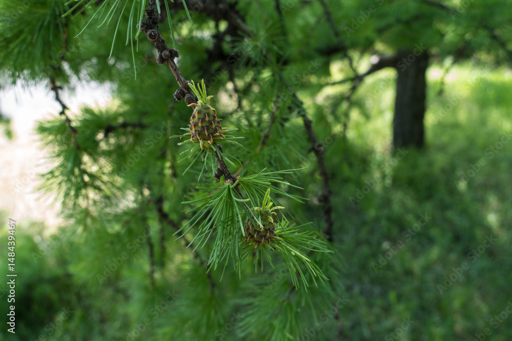 Two cones on the branch of larch in spring