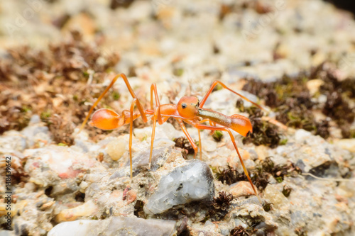 Ant mimicking spider on soil