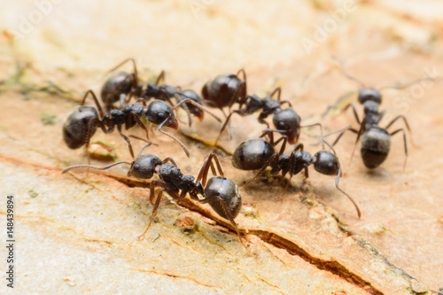 black ants on wood © ashophoto