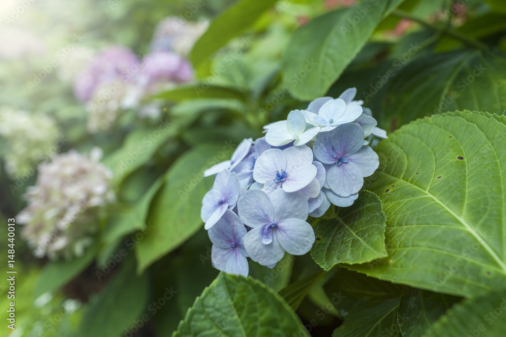 Blue Hydrangea over blurred garden, outdoor morning light Blue Hydrangea over blurred garden, outdoor morning light