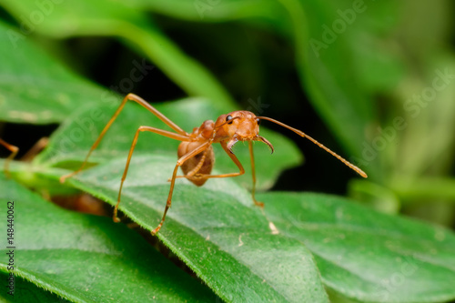 Small red ant on green leav