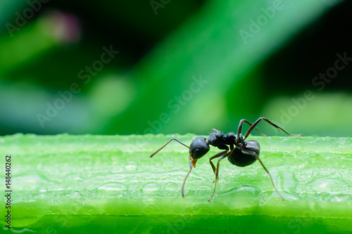 black ants on green tree