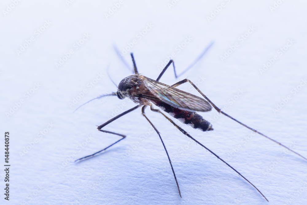 mosquitoes mosquitoes