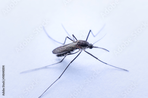 mosquitoes © ashophoto