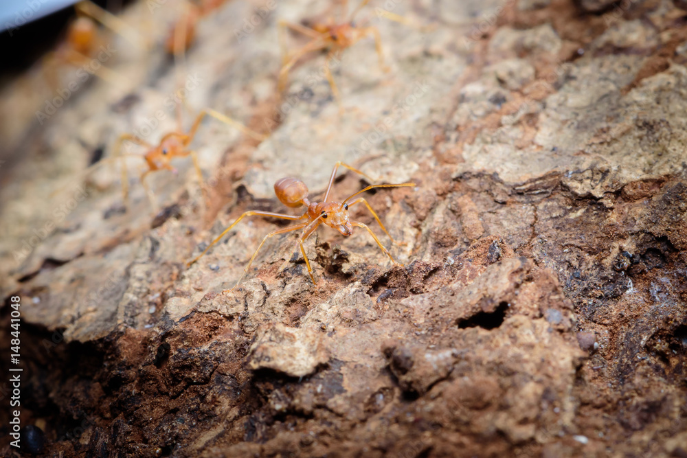 Small red ant on tree