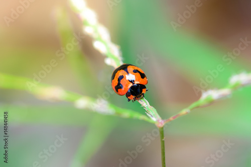 Ladybug on flower © ashophoto