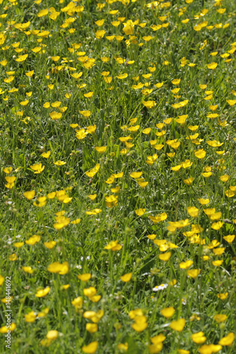 Green grass and buttercups