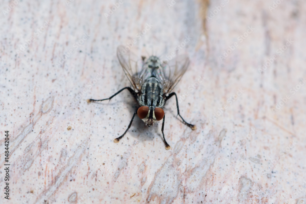 Fototapeta premium flies on tree in garden, macro photo