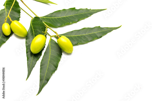 Medicinal neem fruits with twigs over white background