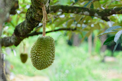 Durian tree, Fresh durian fruit on tree  Durians are the king of fruits