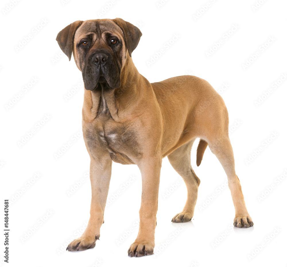 puppy bull mastiff