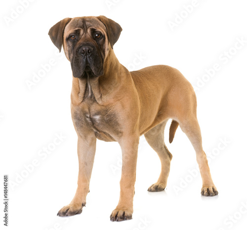Fototapeta Naklejka Na Ścianę i Meble -  puppy bull mastiff